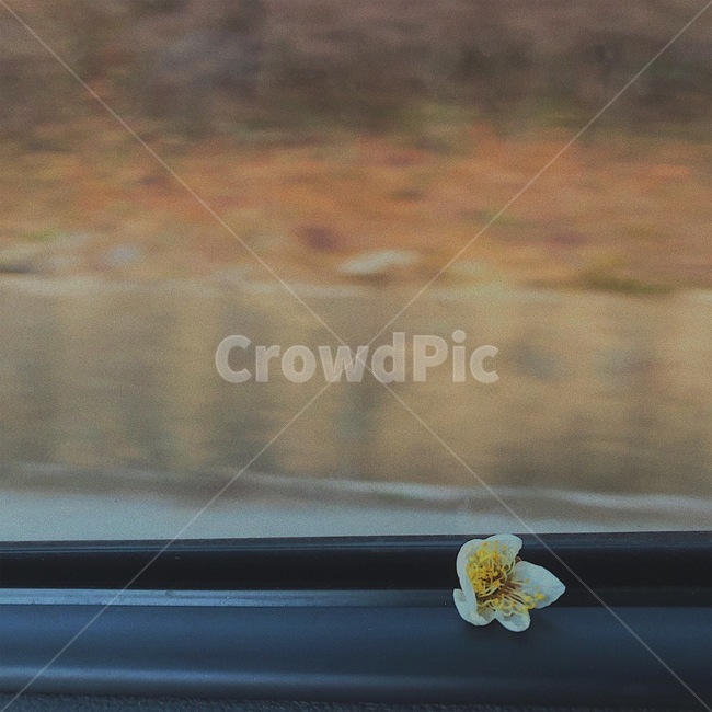 매화,봄꽃,차안,꽃,flower