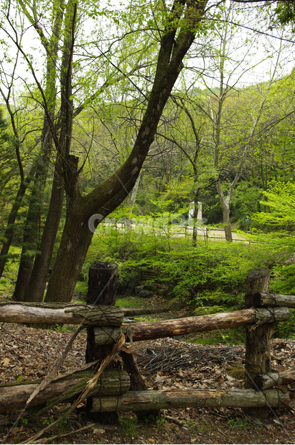 나무,숲,식물,자연,봄,자연,풍경,nature,landscape,tree,tree trunk,나무 줄기,plant