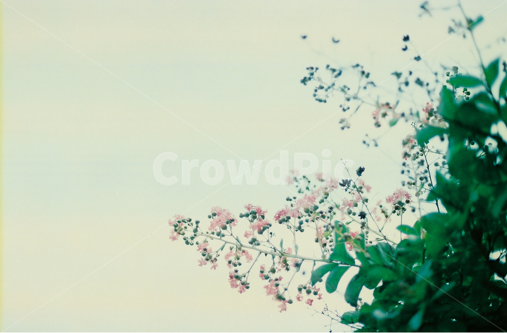 꽃,감성사진,아날로그,필름사진,풍경,자연,봄,계절,spring,season,식물,자연,plants,nature,꽃,flower,감성,sensible,feeling,plant,blossom