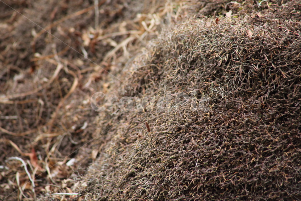 구실사리,이끼,식물,바위비닐이끼,beadselaginella,식물,자연,plants,nature