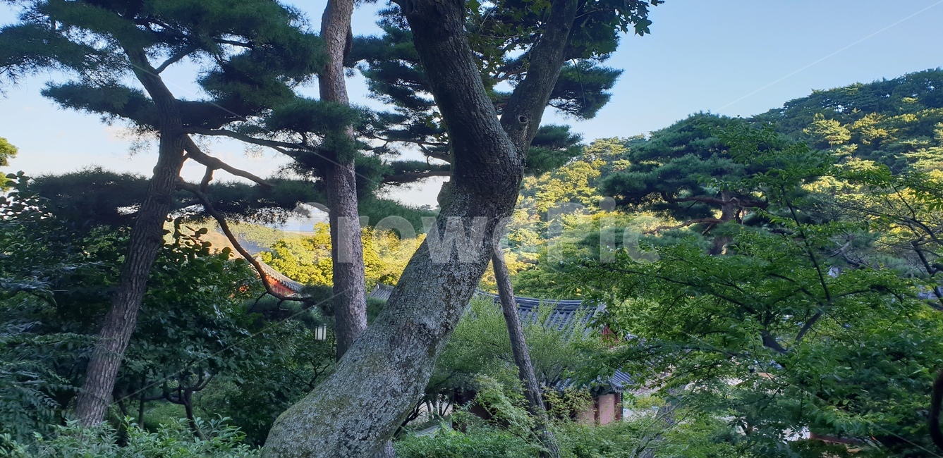 전경,풍경,공기,산,나무