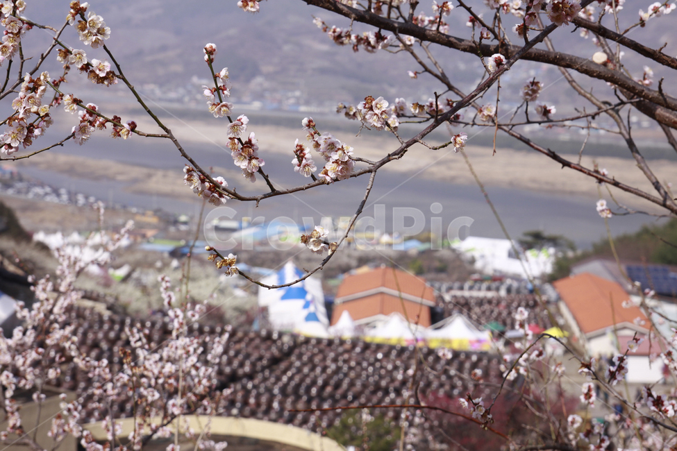 매화꽃,봄,봄꽃,풍경,자연,계절,꽃,spring,season,nature,flower,봄,계절,spring,season,식물,자연,plants,nature,꽃,flower,plant