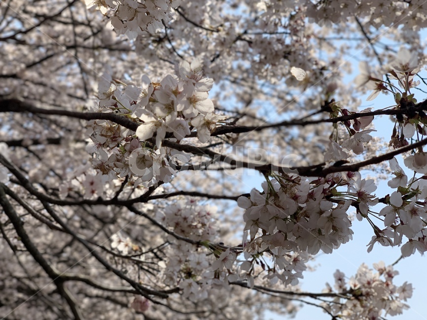 벚꽃,꽃,봄,나무,자연,봄,계절,spring,season,plant,식물,blossom,flower,cherry blossom