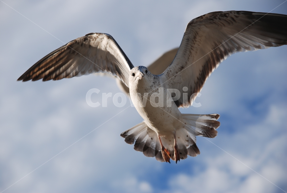 bird,새,갈매기,하늘,sky,seagull,flying,나는,동물,비상,날개,wings,날기,창공,동물,animal,조류,새,birds