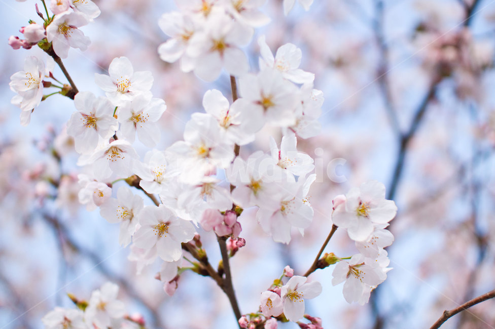 벚꽃,봄,봄꽃,꽃,핑크꽃,식물,식물,자연,plants,nature,꽃,flower