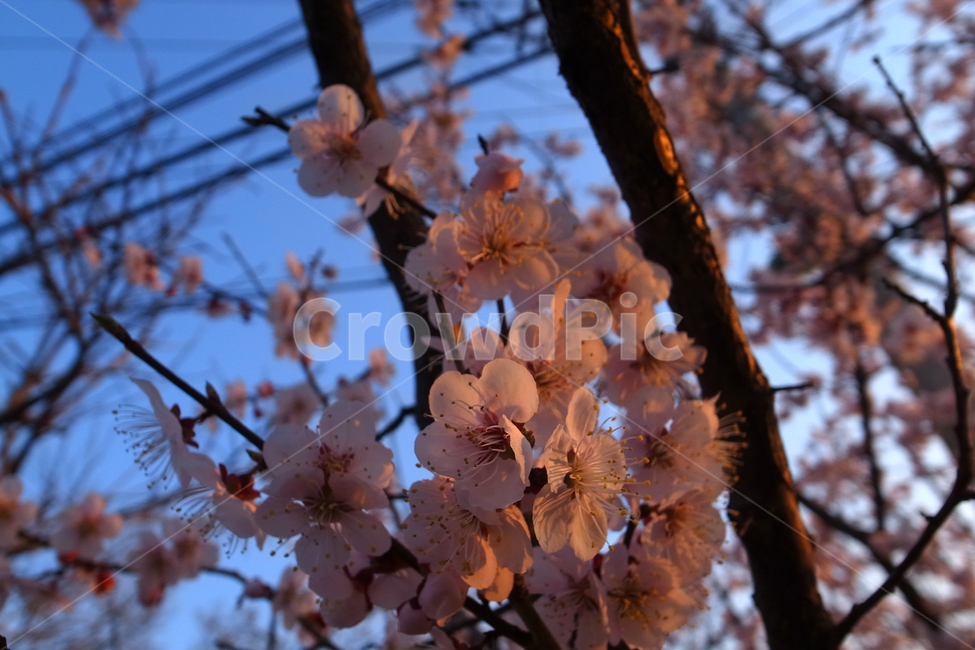 봄,벚꽃,꽃,분홍,flower,flowers,spring,pink,sakura,감성사진,감성,은은,핑크,여리여리,산뜻,봄,계절,spring,season,식물,자연,plants,nature,꽃,flower,plant,blossom