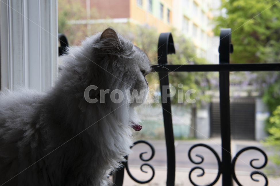 고양이,창가,고양이옆모습,페르시안친칠라,펫,동물,animal,포유류,mammal,고양이,cat,kitten,kitty
