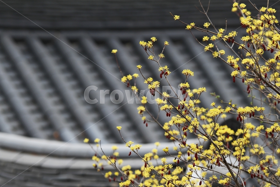 Cornus officinalis flower,Tile roof and cornus officinalis,nature,plant,Emotional photo