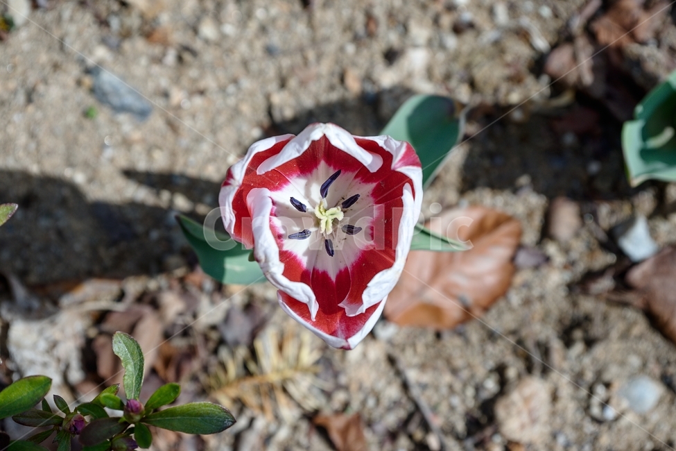 튤립,꽃,식물,자연,flower,plant
