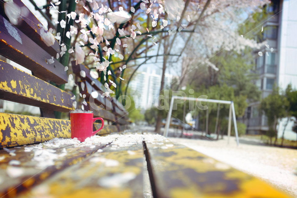 봄,감성,꽃,벗꽃,잎,시간,가두다,컵,계절,공원,놀이터,봄,계절,spring,season,꽃,flower