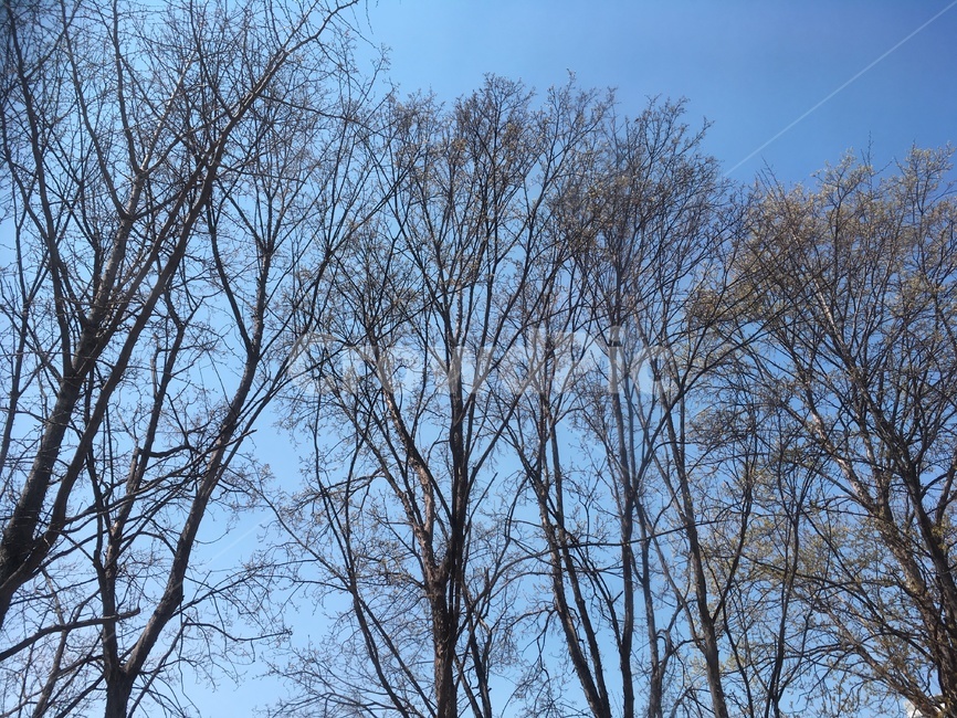 봄,나뭇가지,새싹,계절,맑은공기,쾌청한,파란하늘,배경,자연,봄나무,나무
