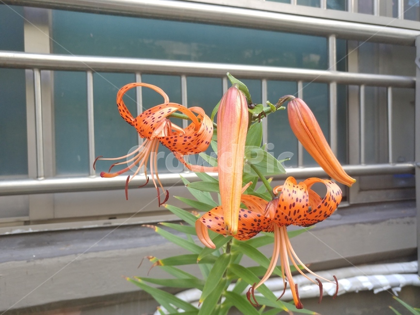 참나리,나리,lily,백합,나리꽃,lilium,알나리,식물