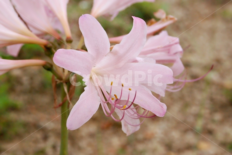 자연,식물,꽃,분홍꽃,꽃무릇,식물,자연,plants,nature,꽃,flower
