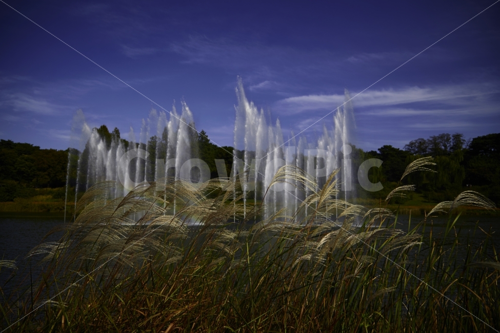 가을,분수,갈대,호수,올림픽공원,하늘,구름,가을,계절,fall,autumn,season,자연,풍경,nature,landscape,water,물,fountain