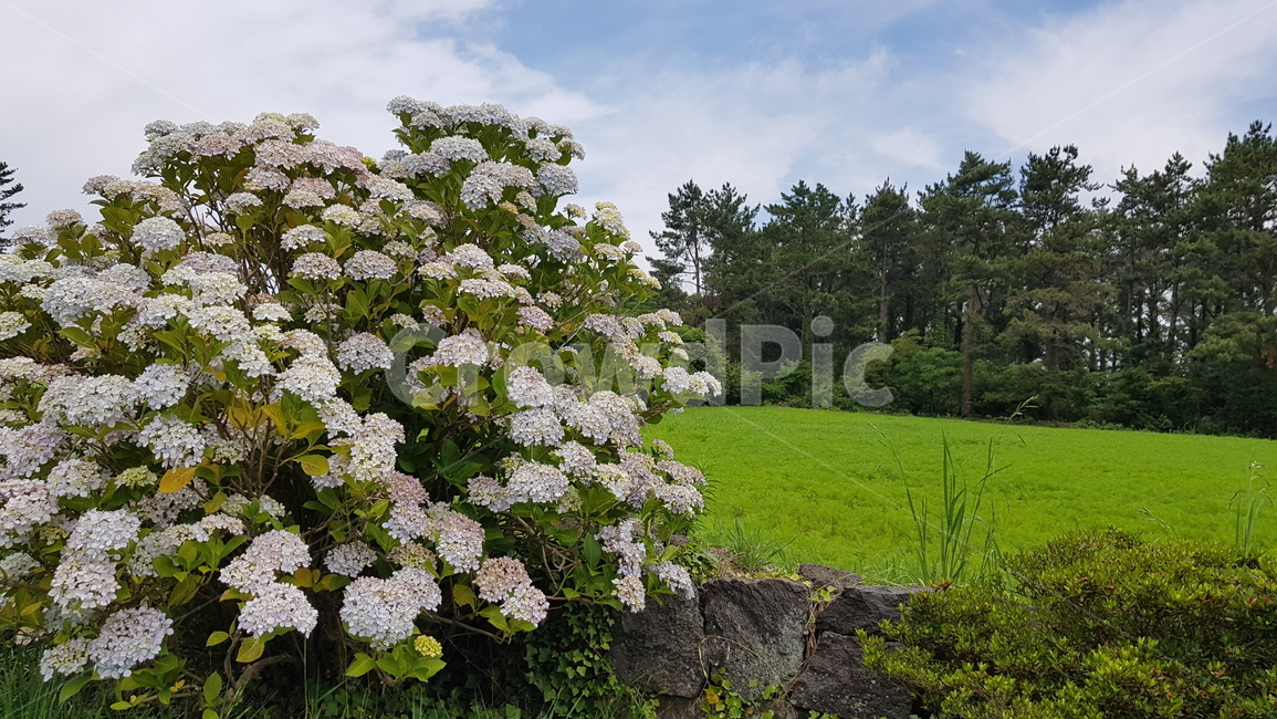 수국,hydrangea,식물,plants,flower,항몽유적지,제주,자연