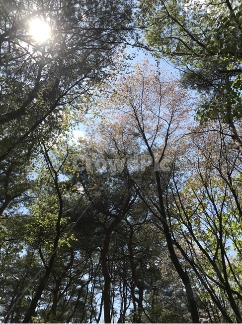 봄,나무,햇살,하늘,숲,나뭇가지,자연,풍경,nature,landscape,tree,plant,식물,flare,플레어,light,빛,sunlight,햇빛