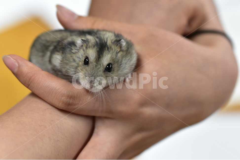 햄스터,동물,애완동물,포유류,펫,귀여움,귀여운,hamsters,mammals,pets,pet,cute,동물,animal,포유류,mammal