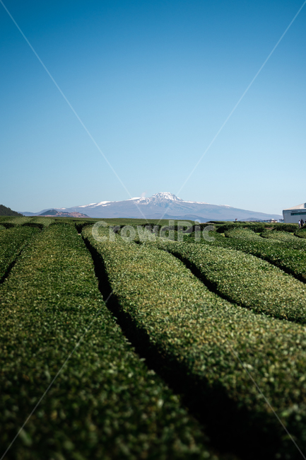자연,오설록,제주,녹차,풍경,한라산,자연,풍경,nature,landscape