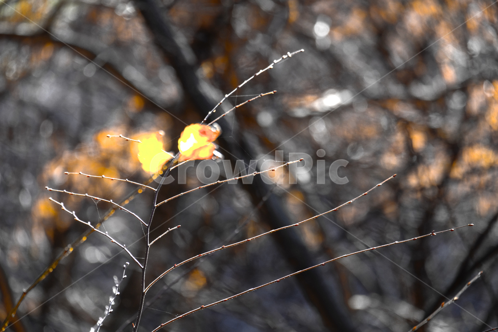 나무,낙엽,가지,햇빛,가을,가을,계절,fall,autumn,season,leaf,잎,plant,식물