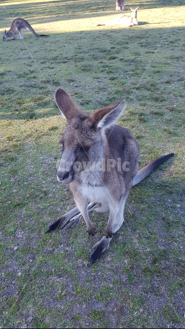 kangaroo,캥거루,animal,sydney,australia,시드니,호주,동물,공원,park,동물,animal,포유류,mammal