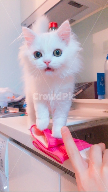 고양이,cat,페르시안,먼치킨,하얀고양이