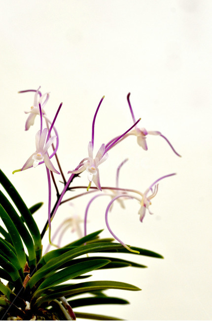 풍란,風蘭,난초,야생란,꽃,식물,자연,plants,nature,꽃,flower