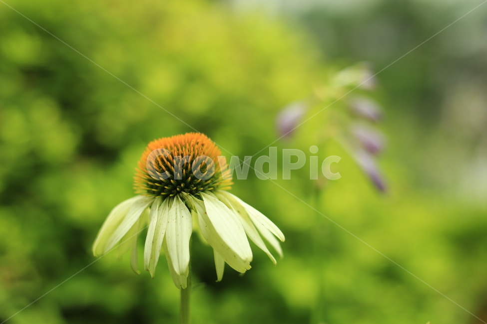 plant,식물,daisy,데이지,flower,꽃,daisies,blossom