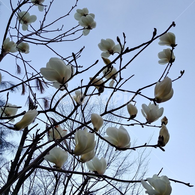 목련,봄,피어나다,봉우리,자연,꽃,산책,공원,화려한