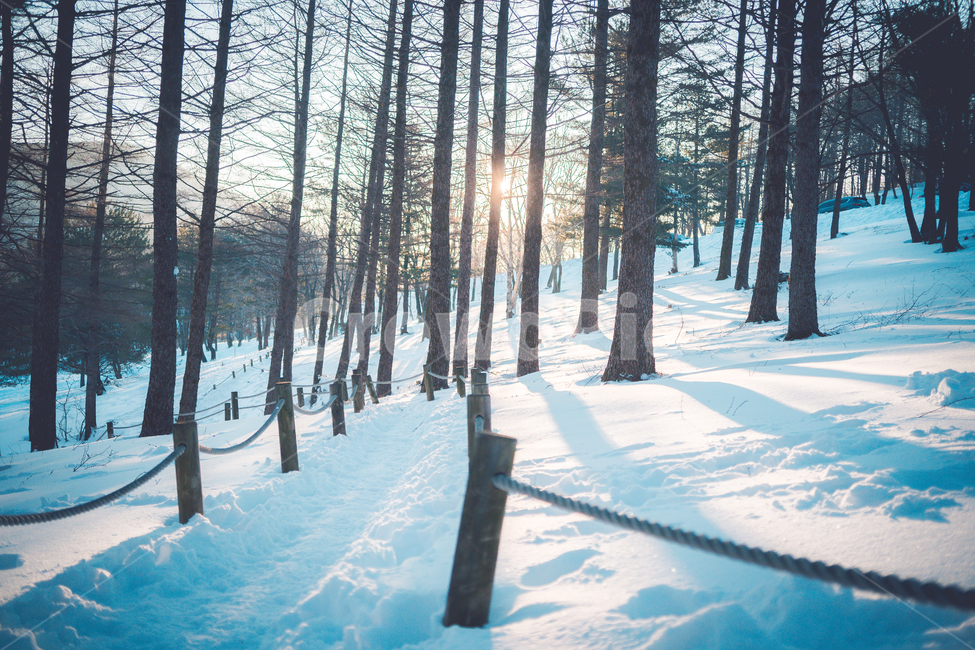 plant,식물,tree,나무,vegetation,초목,nature,자연,outdoors,옥외,woodland,삼림지,forest,숲,land,나라,snow,눈,겨울,계절,winter,season,자연,풍경,nature,landscape