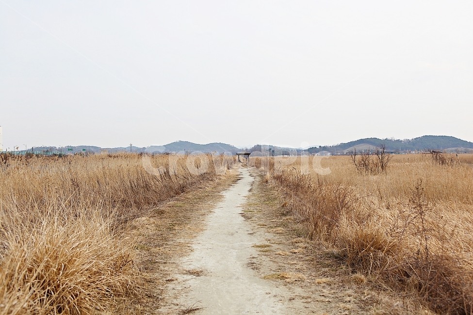소래습지생태공원,갈대,억새,습지,풍경,식물,자연,겨울,생태공원