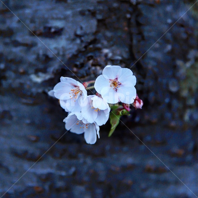 벚꽃,벚나무,꽃,봄,봄꽃,봄,계절,spring,season,식물,자연,plants,nature,꽃,flower,plant,blossom,geranium,제라늄