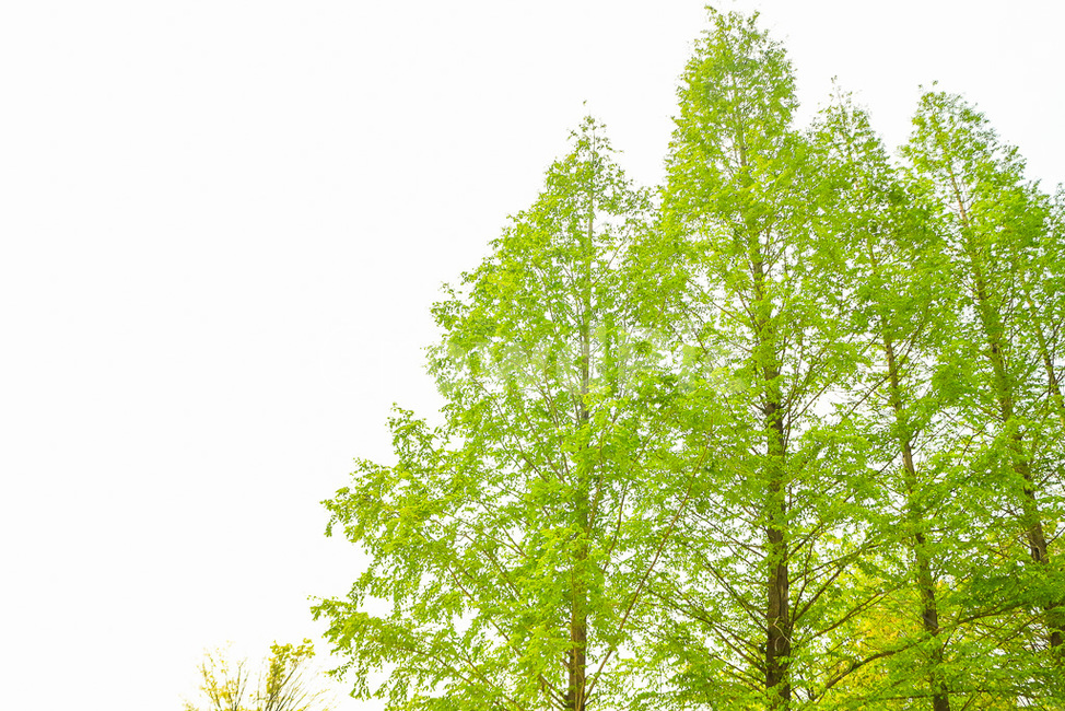 tree,나무,풀,숲,하늘,푸른,초록,자연,풍경,nature,landscape,plant,식물