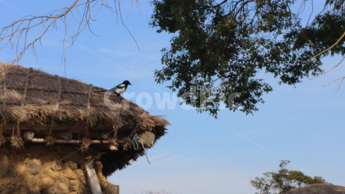 풍경,자연,초가집,새,제주도,동물,animal,조류,새,birds