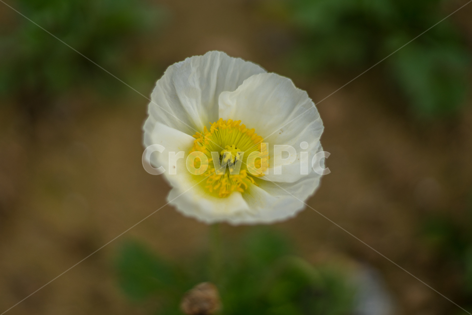 양귀비,봄,꽃,자연,식물,근접,봄꽃,식물,자연,plants,nature,꽃,flower
