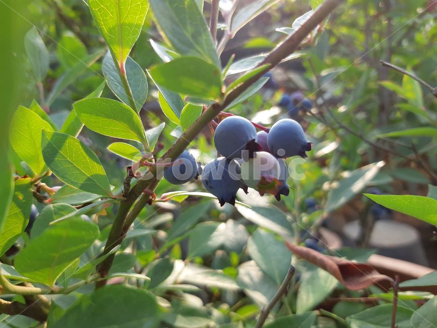 plant,식물,fruit,과일,blueberry,블루베리,food,과일,열매,fruit