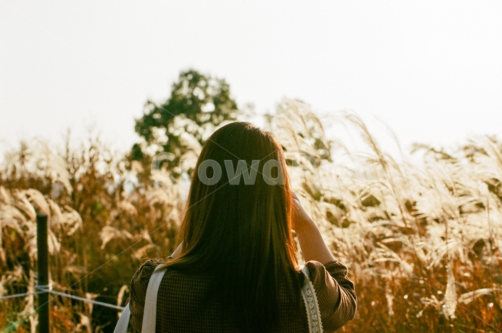 가을,억새,공원,뒷모습,생각,가을,계절,fall,autumn,season,사람,인물,인간,human,person,여성,여자,woman,female,lady,감성,sensible,feeling,plant,식물,grass,잔디