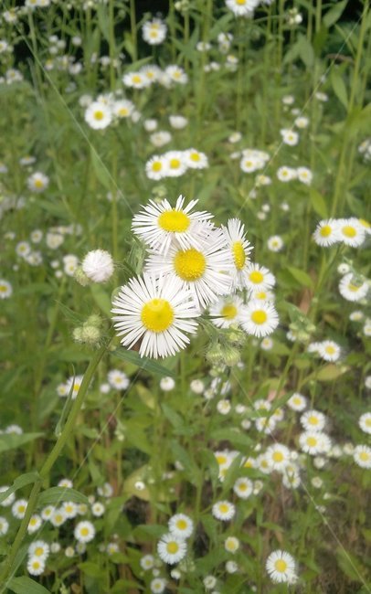 꽃,들꽃,봄꽃,식물,flower