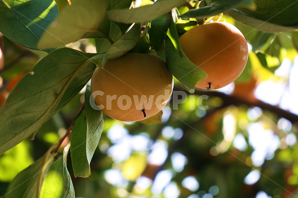 plant,식물,fruit,과일,food,음식,감