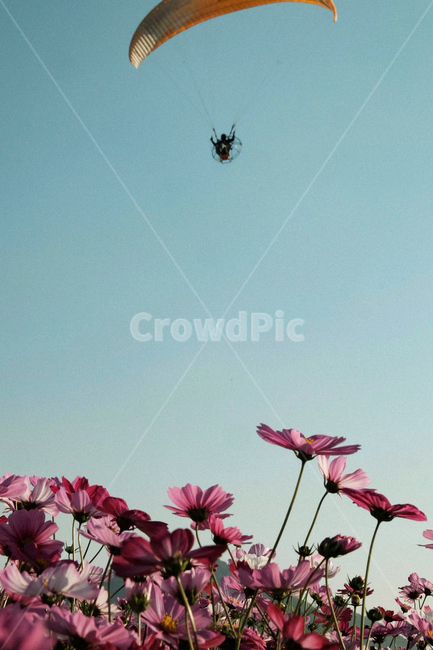 코스모스,꽃,패러글라이딩,하늘,풍경,가을,계절,fall,autumn,season,식물,자연,plants,nature,꽃,flower,스포츠,레저,운동,sports,leisure,exercise