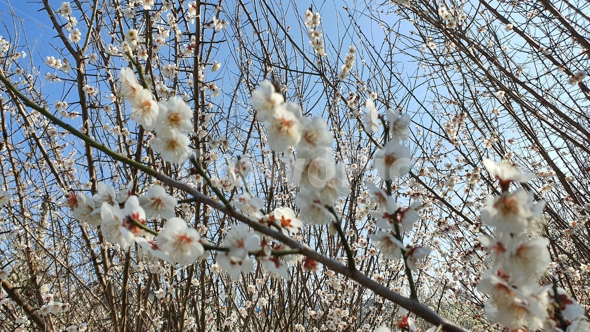 plant,식물,blossom,flower,꽃,흰색,겨율꽃,식물,자연,plants,nature,꽃,flower