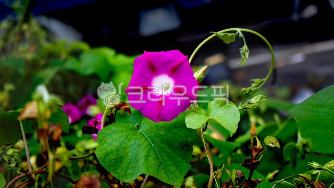 꽃,나팔꽃,분홍꽃,여름꽃,식물,자연,배경,morningglory,flower,pinkflower