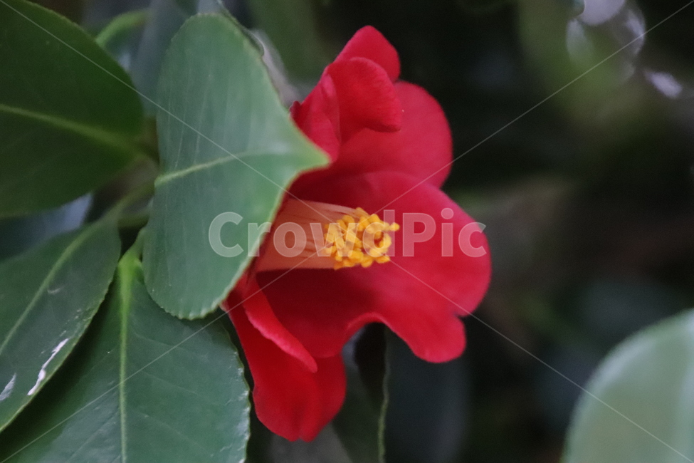 나무,꽃,겨울,봄,동백,식물,자연,plants,nature,꽃,flower