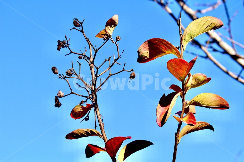 나뭇잎,단풍,하늘,단풍과하늘,앙상한가지,maple,sky,가을,계절,가을,계절,fall,autumn,season,animal,동물,bird,새,veins,정맥,plant,식물,leaf,잎