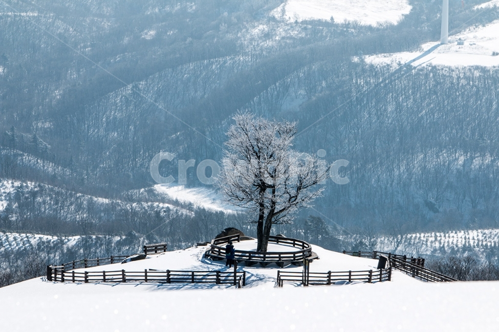 대관령,양떼목장,삼양목장,눈,겨울,설경,snow,korea,winter,겨울,계절,winter,season,자연,풍경,nature,landscape,한국자연풍경,한국자연경관,korea nature landscape,식물,plants,나무,trees,wood,outdoors,옥외,mountain,산,plant,tree,ice,얼음
