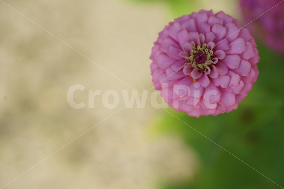 	꽃,플라워,색감,컬러,컬러풀,알록달록,뷰티,뷰티풀,자연,식물,생명,생명력,아름다움,예쁨,식물,자연,plants,nature,꽃,flower
