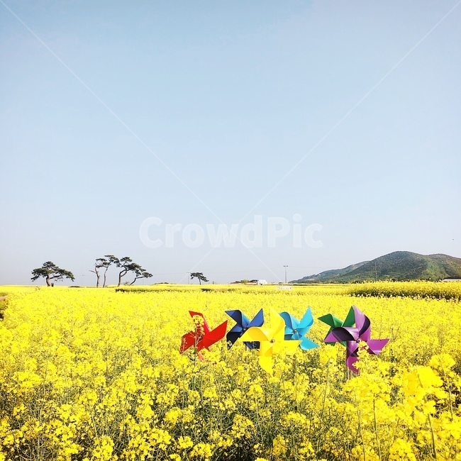 유채꽃,바람개비,봄,자연,노란색,나무,yellow,배경,배경화면,배경사진,감성,색감,색상,감성사진