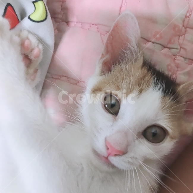고양이,삼색고양이,집고양이,길고양이,만세고양이