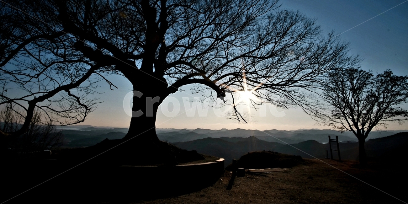 나무,석양,노을,사랑나무,성흥산성,빛갈라짐,실루엣