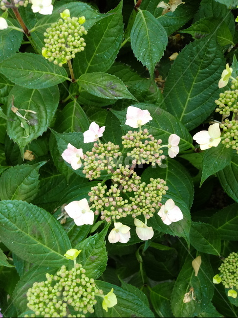 수국,자양화,간판수국,아탑수구,나무,꽃,마른꽃,식물