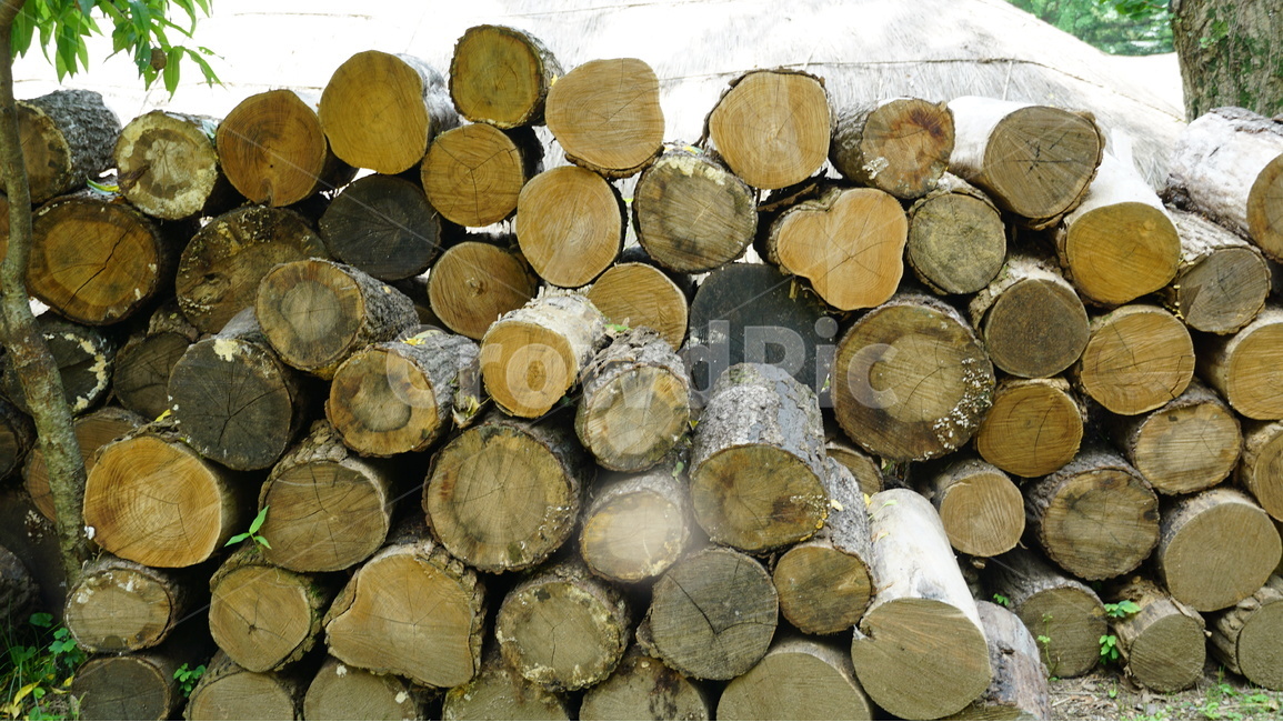 민속촌,한국,문화,추억,풍속,나무,trees,wood
